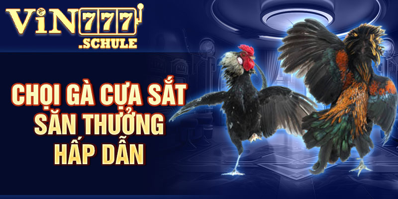 Chọi gà cựa sắt săn thưởng hấp dẫn