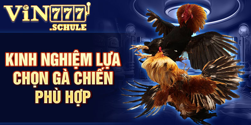 Kinh nghiệm lựa chọn gà chiến phù hợp