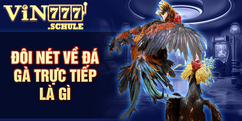 Đôi nét về đá gà trực tiếp là gì