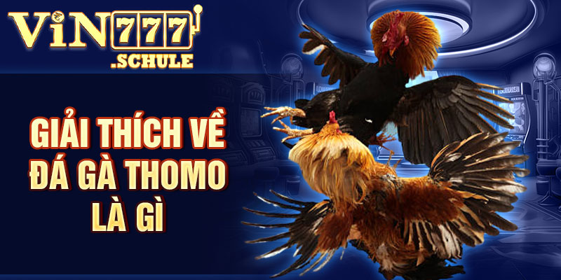 Giải thích về đá gà Thomo là gì?