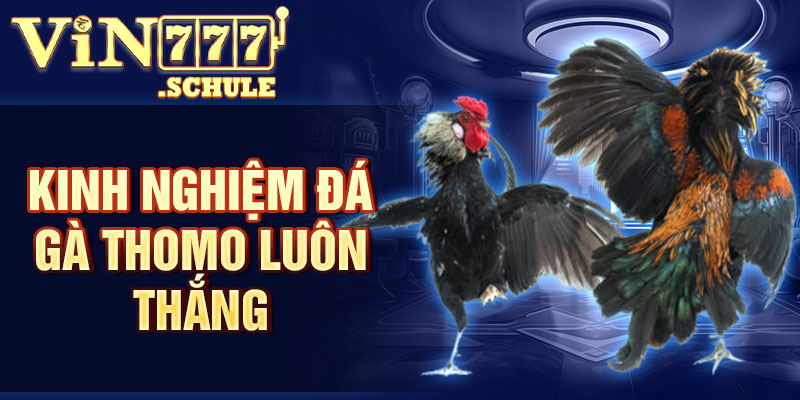 Kinh nghiệm hay đá gà Thomo luôn thắng