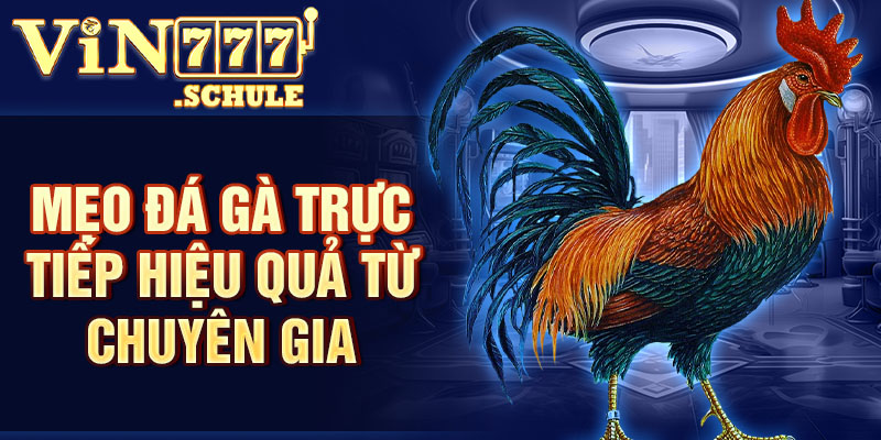 Mẹo đá gà trực tiếp hiệu quả từ chuyên gia