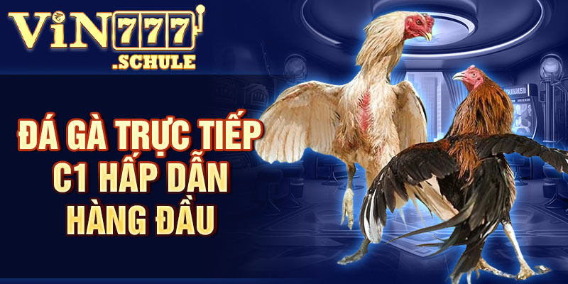 Đá gà trực tiếp C1 hấp dẫn hàng đầu