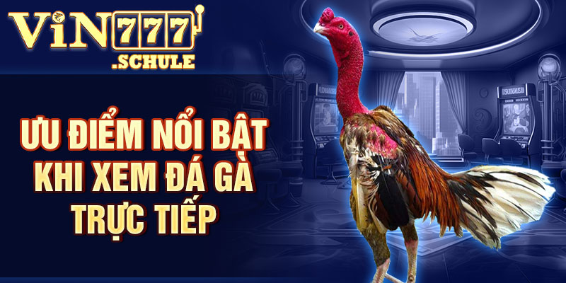 Ưu điểm nổi bật khi hội viên xem đá gà trực tiếp